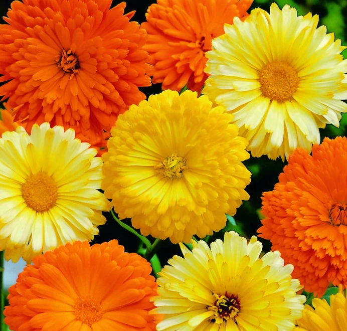 calendula 'pacific beauty'