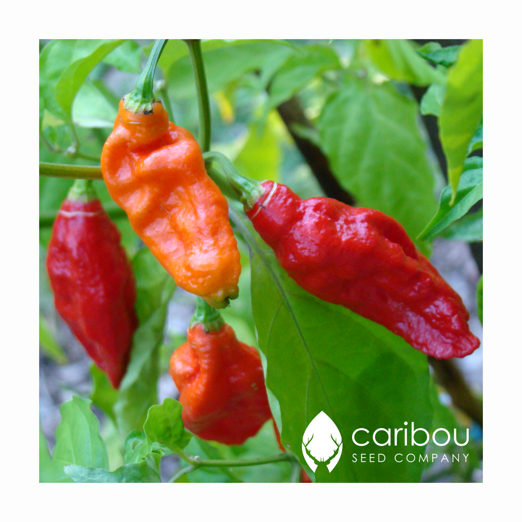ghost pepper 'bhut jolokia' - Caribou Seed Company