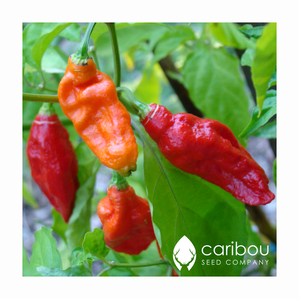 ghost pepper 'bhut jolokia' - Caribou Seed Company