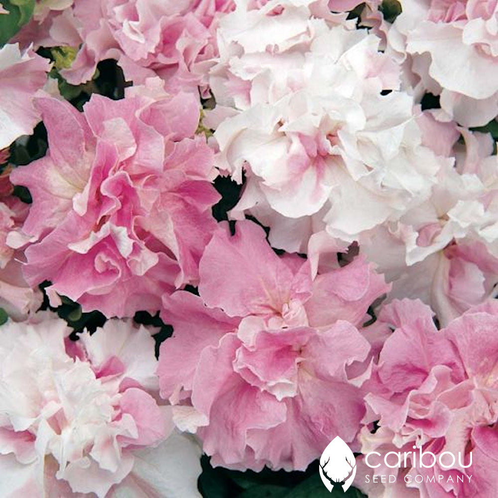 cascade petunia - orchid mist - Caribou Seed Company
