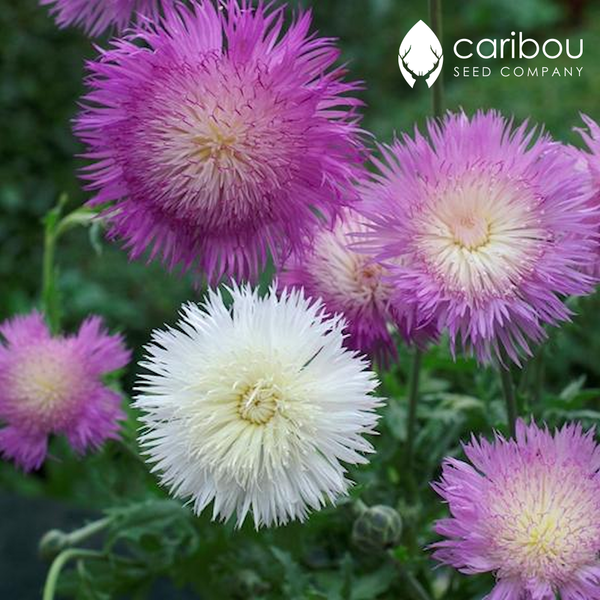 centaurea - Caribou Seed Company