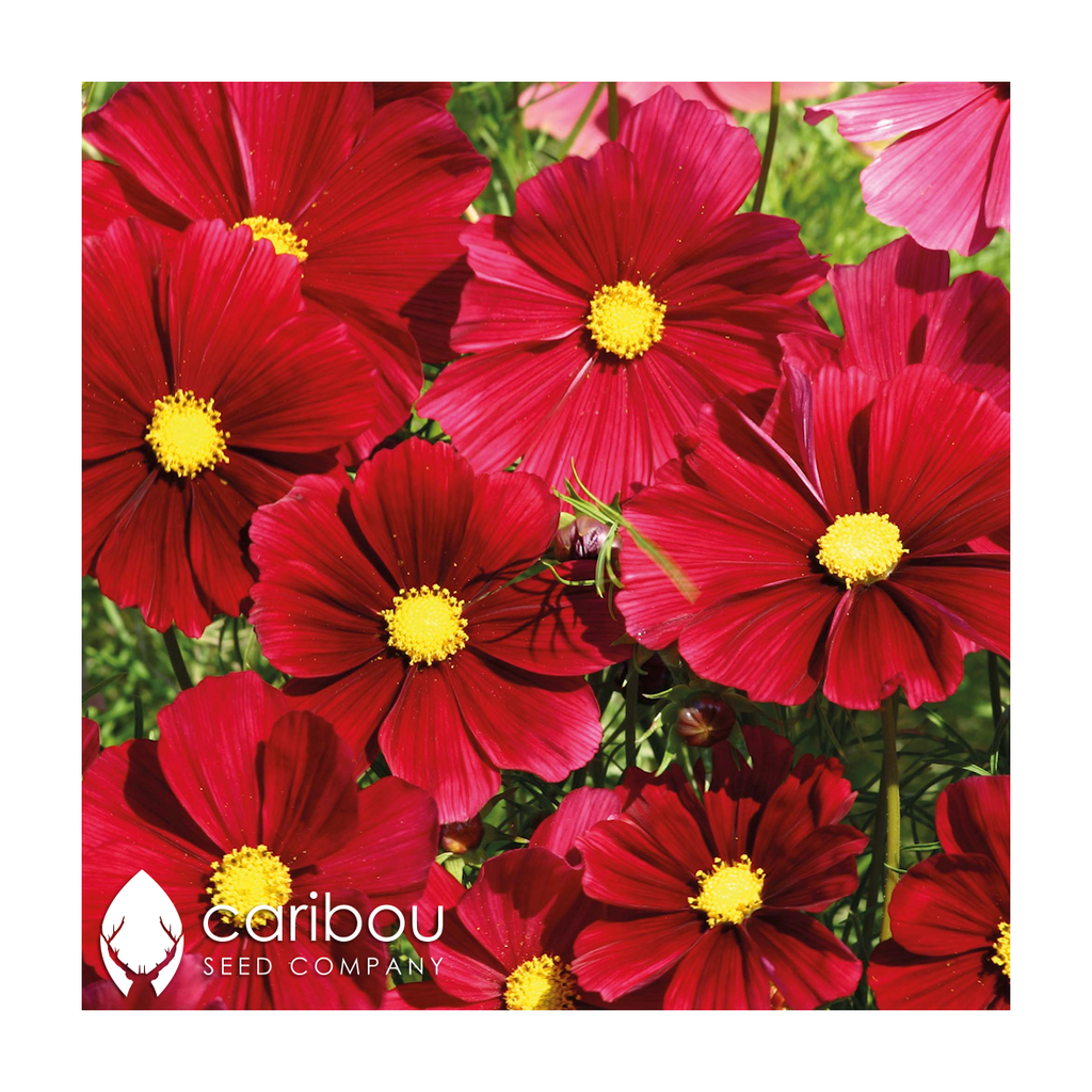 cosmos 'rubenza' - Caribou Seed Company