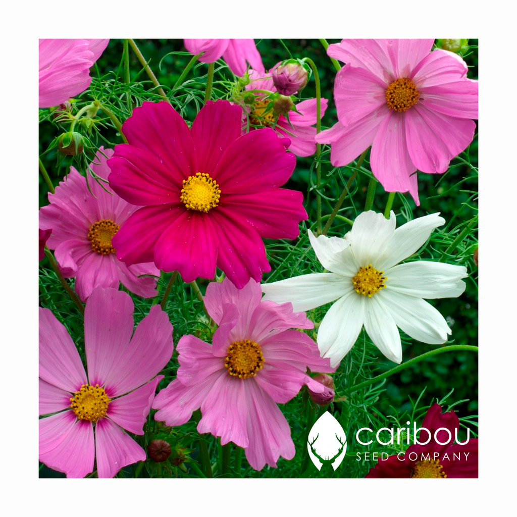 cosmos 'sensation mix' - Caribou Seed Company