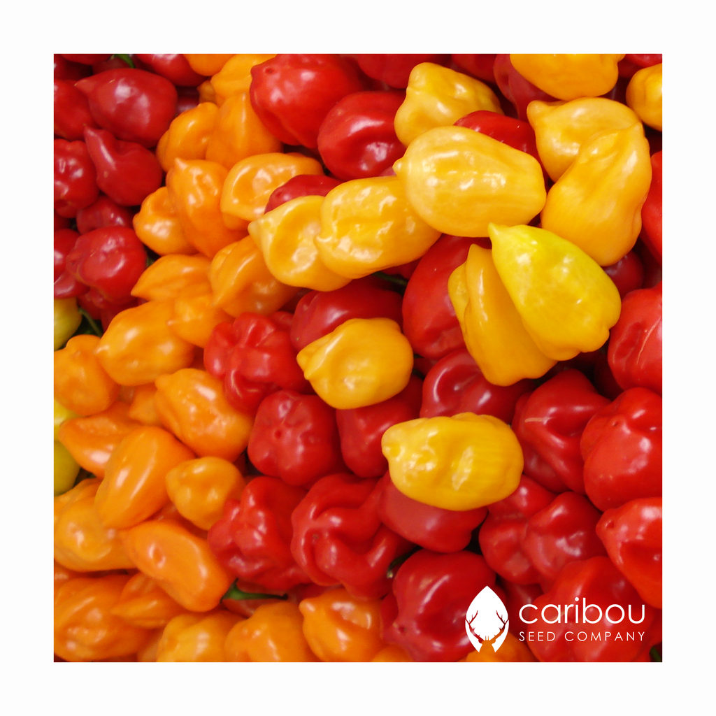 habanero - Caribou Seed Company