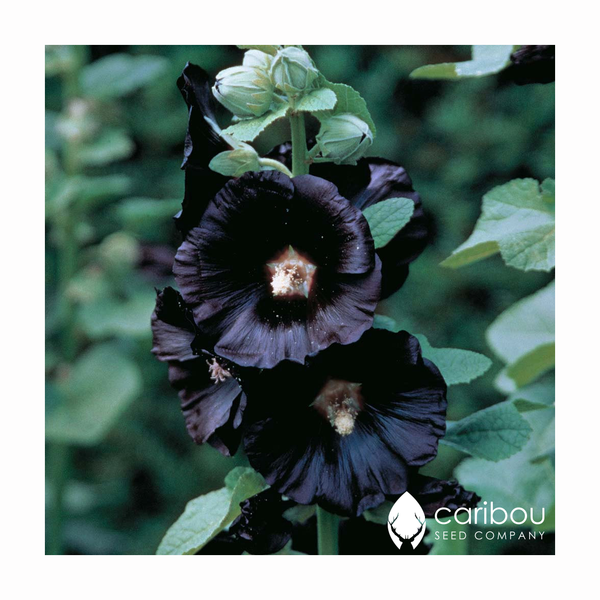 hollyhock - jet black - Caribou Seed Company