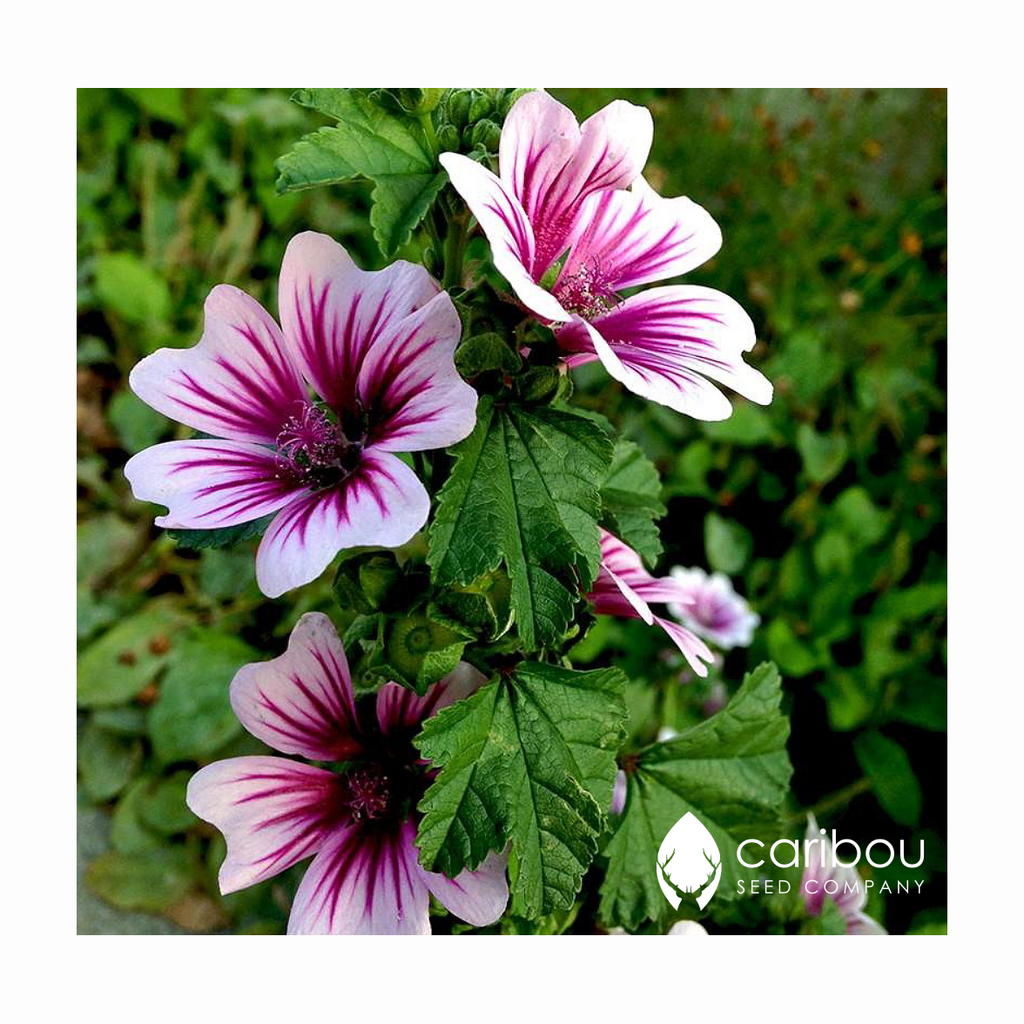 hollyhock - zebrina - Caribou Seed Company