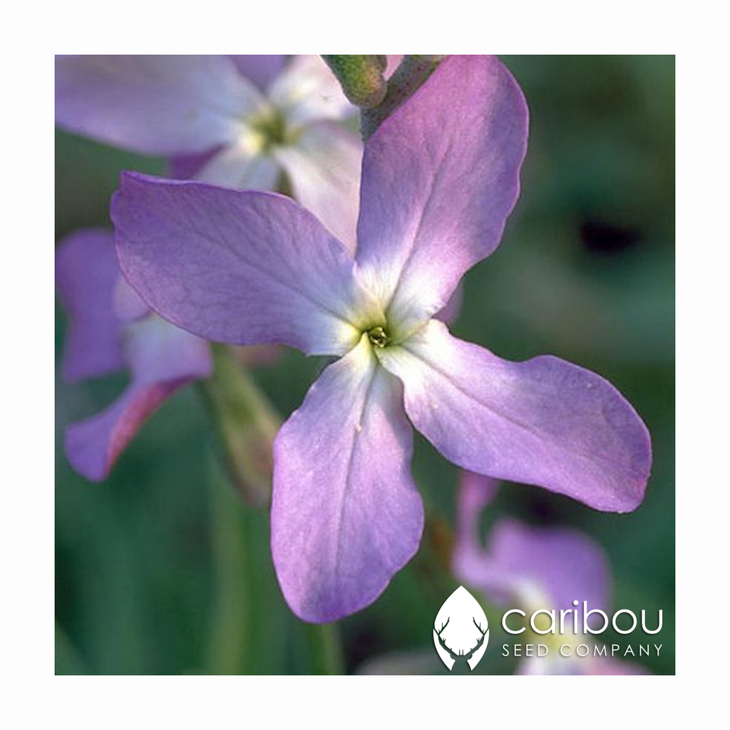 matthiola 'evening scented stock' - Caribou Seed Company