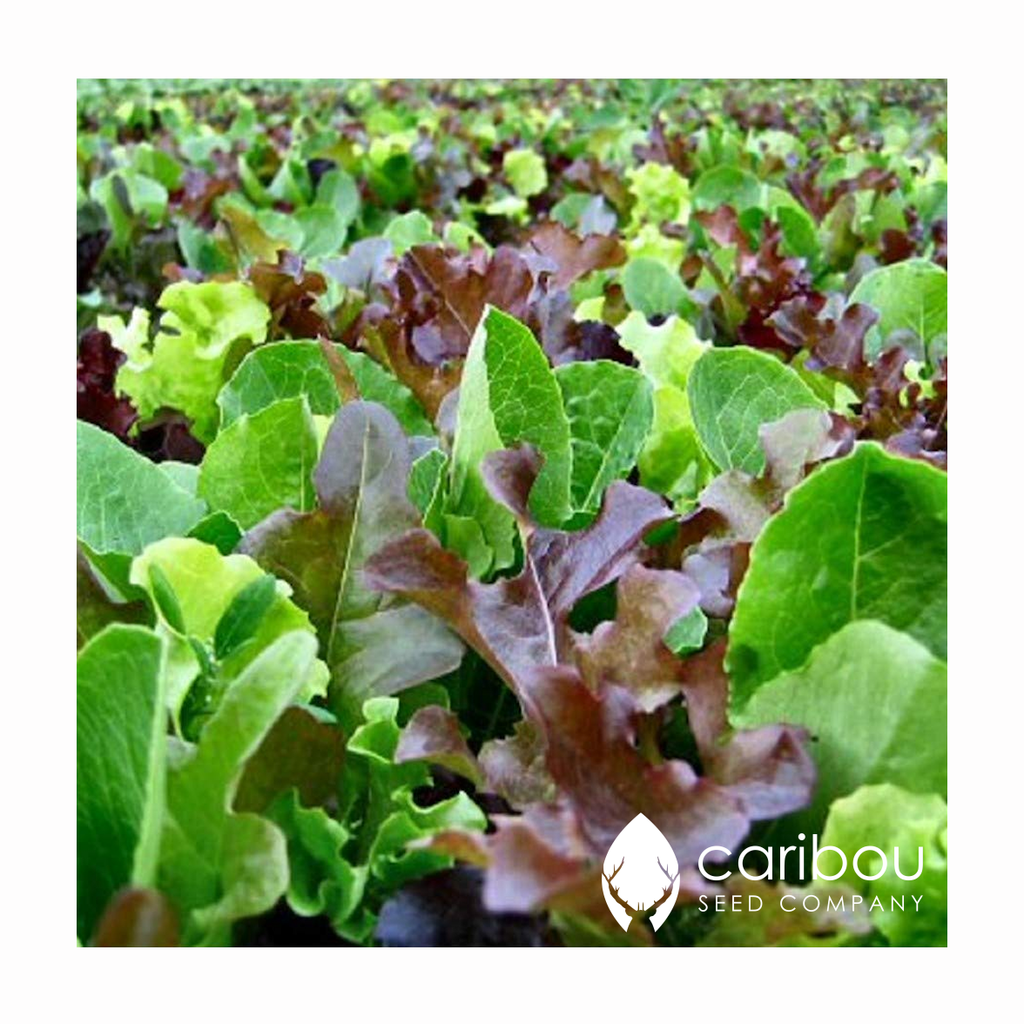 mesclun mix - Caribou Seed Company