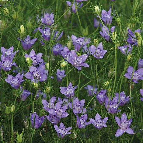 nigella - blue stars