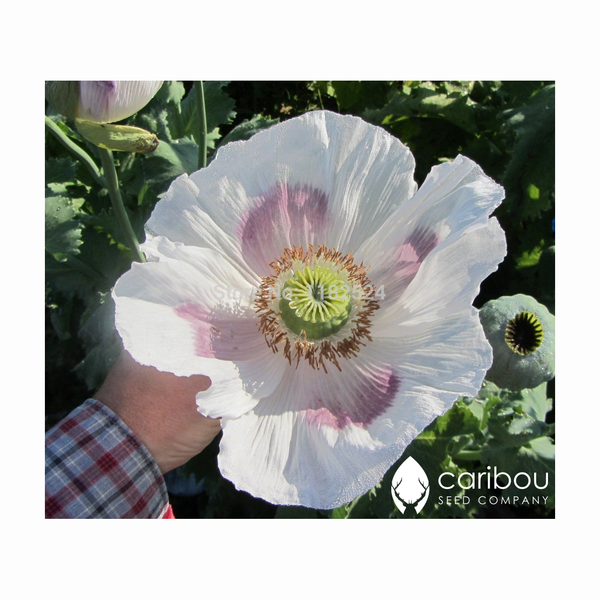 poppy - giganthemum - Caribou Seed Company