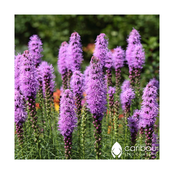 blazing star 'spicata'