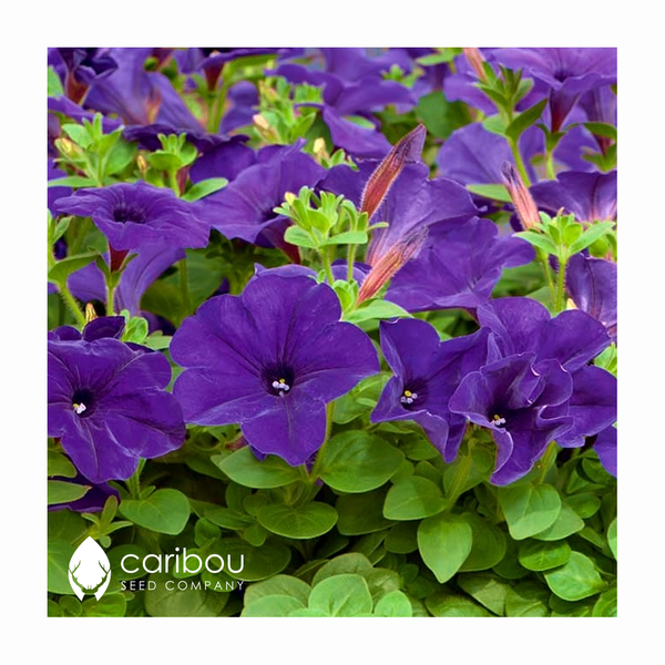 supercascade petunia - blue - Caribou Seed Company
