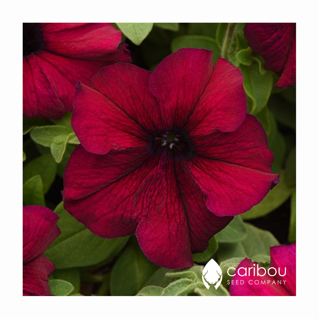 supercascade petunia - burgundy - Caribou Seed Company