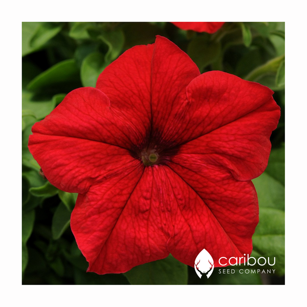 supercascade petunia - red - Caribou Seed Company