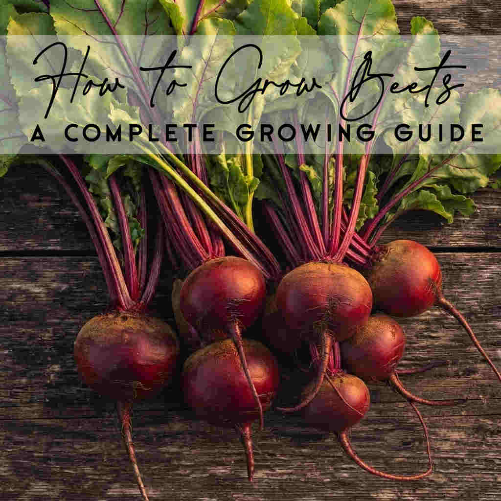 How To Grow Beets in Canada | Complete Growing Guide