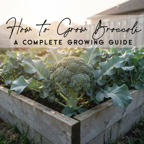 How To Grow Broccoli in Canada | Complete Growing Guide