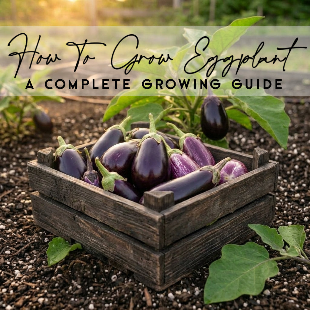 How To Grow Eggplant In Canada | Complete Guide