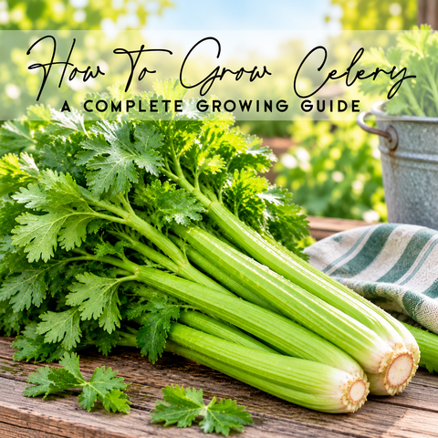How To Grow Celery in Canada | Complete Guide