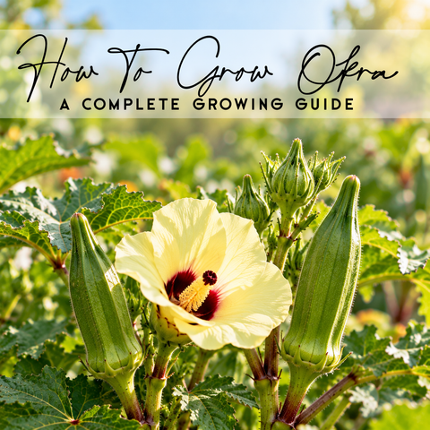 How To Grow Okra In Canada | Complete Guide