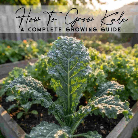 How To Grow Kale | Complete Growing Guide