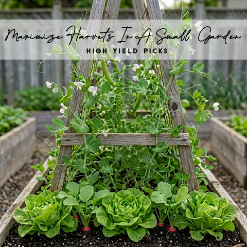 Maximize Harvests in a Small Garden | High Yield Picks