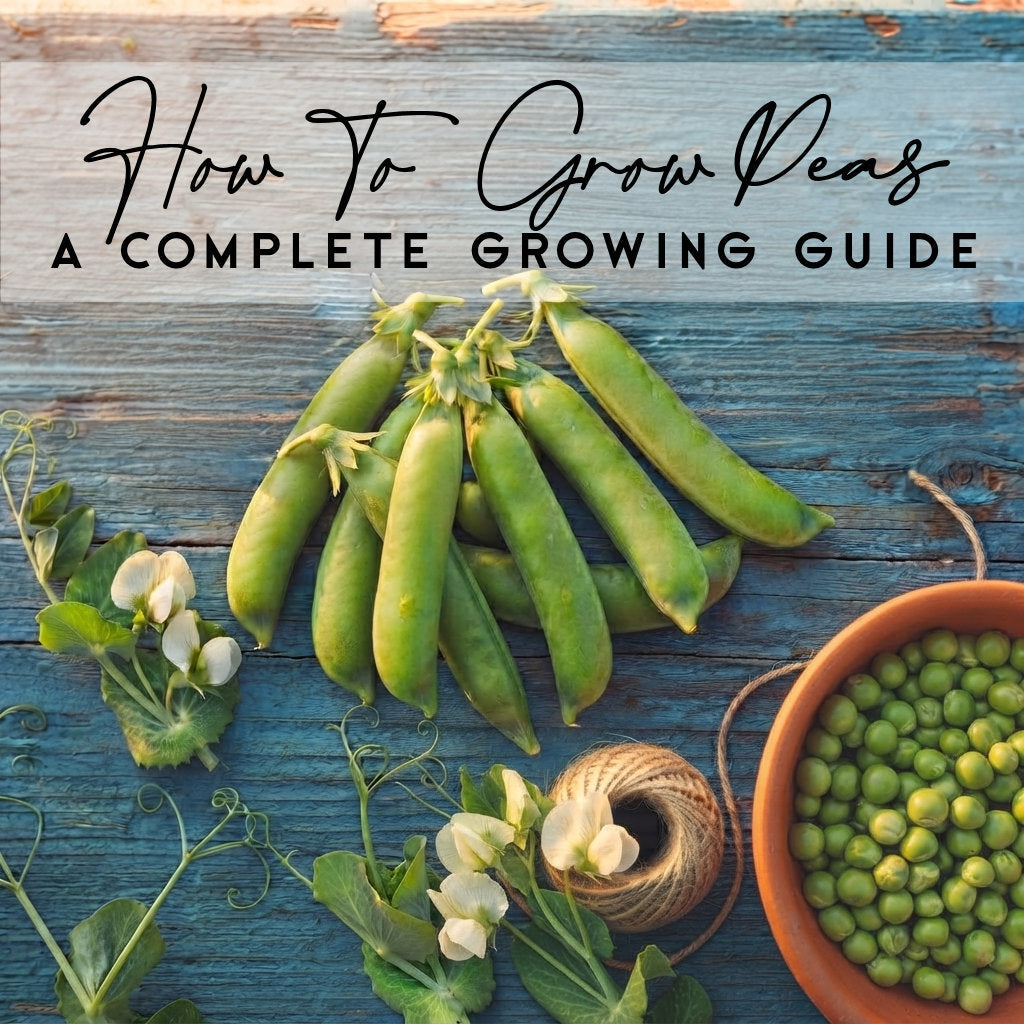 How To Grow Peas in Canada | Complete Growing Guide