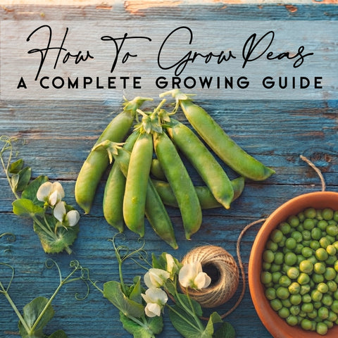 How To Grow Peas in Canada | Complete Growing Guide