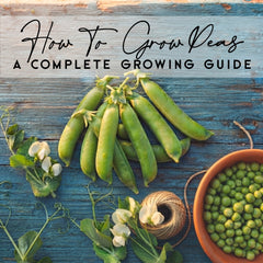 How To Grow Peas in Canada | Complete Growing Guide