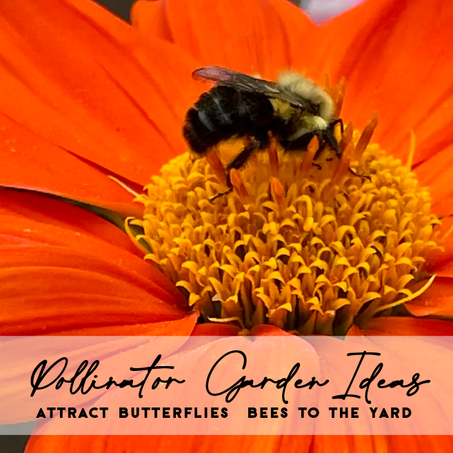 Pollinator Garden Ideas | Attract Bees & Butterflies to Your Backyard