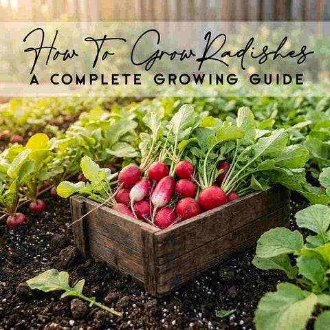 How To Grow Radishes in Canada | Complete Growing Guide