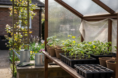 Hardening Off Seedlings: 7-Day Canadian Plan That Actually Works