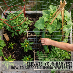 Elevate Your Harvest: How to Support Climbing Vegetables