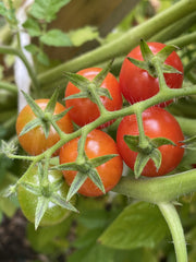 tomato - cherry