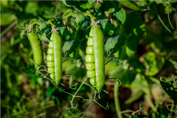 green pea