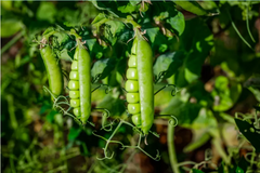 green pea