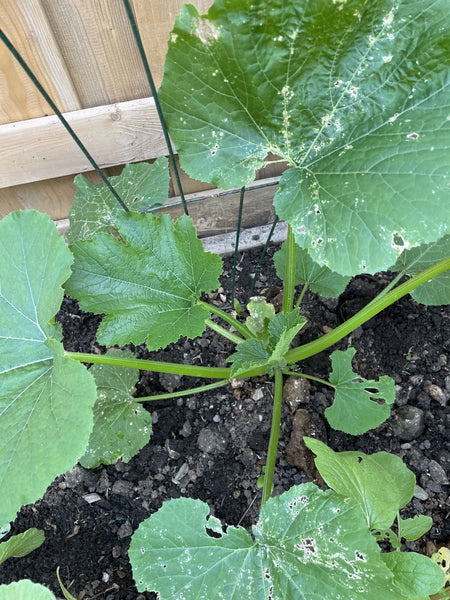 Zucchini | Black Beauty