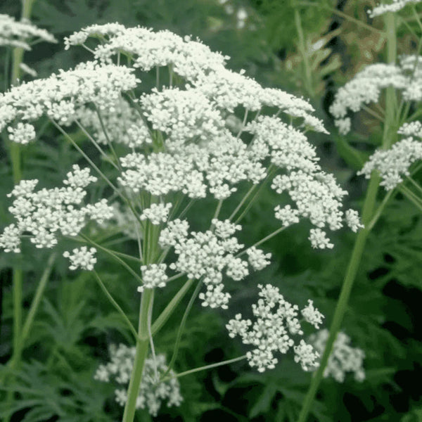 anise