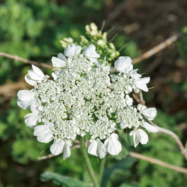 anise