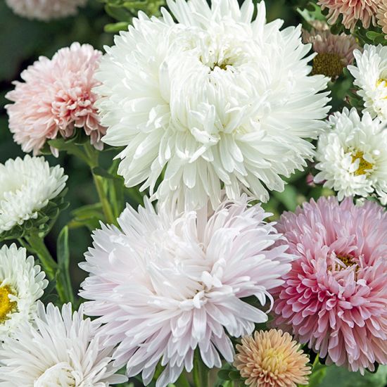 aster - roses mix