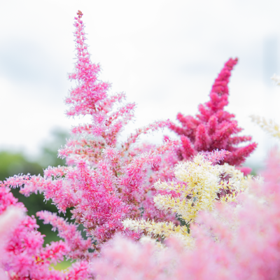 astilbe - rhapsody mix