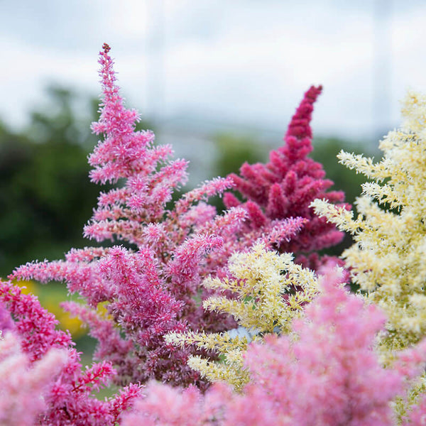astilbe - rhapsody mix