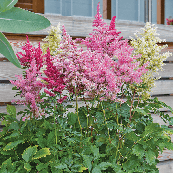 astilbe - rhapsody mix