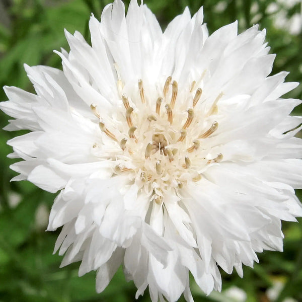 centaurea - white ball