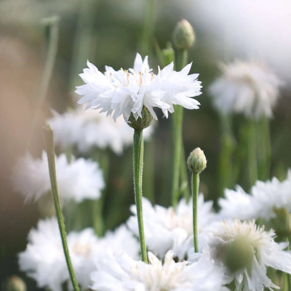 centaurea - white ball