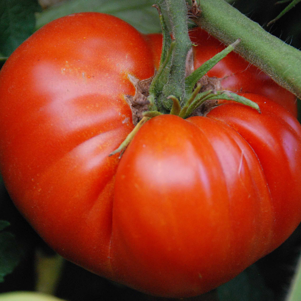 Tasty Tomatoes Seed Kit