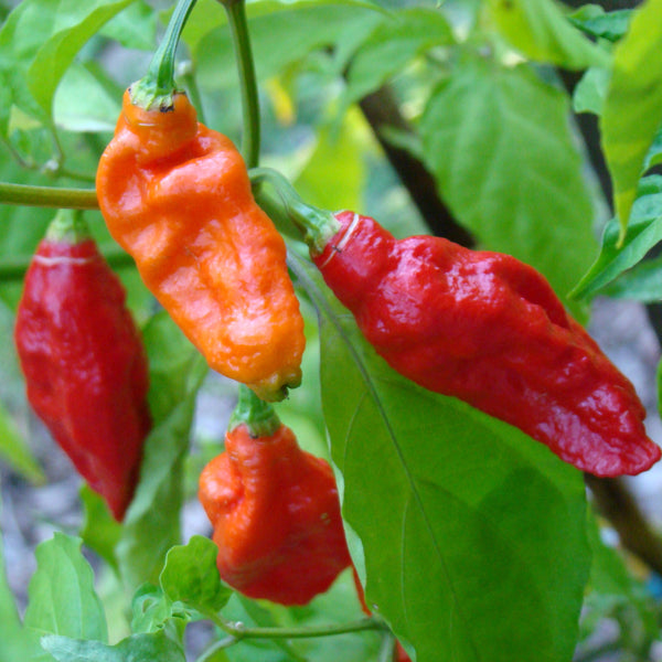 Ghost pepper plant