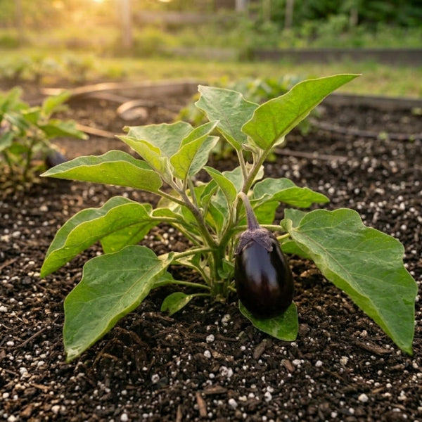Eggplant | Black Beauty