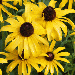 black eyed susan