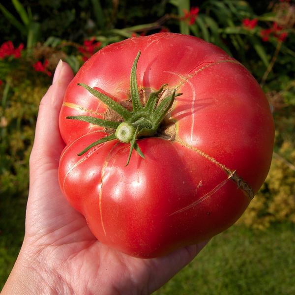 Tasty Tomatoes Seed Kit