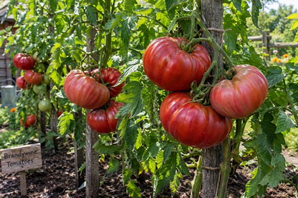 Tomato | Brandywine Tomato